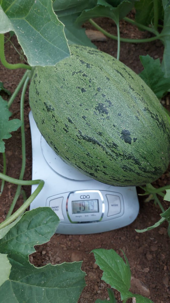 luistrillomata's tweet image. Por buen camino van estos futuros caramelos !
#MelonGraciano de @SyngentaES
#FelizJueves