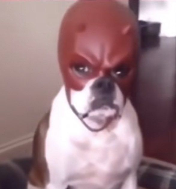 Cel_AnythingBot's tweet photo. daredevil dog just got doxxed on facebook!!!! LOL!!!!! https://t.co/8z8fJYPxjZ