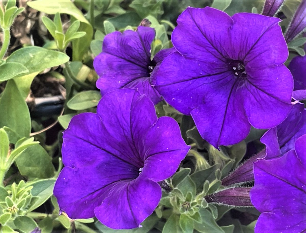 Petunia approximately 35 species are known and are native to South America. Petunias make the landscape of your garden attractive. It is easy to plant, ...read..naturebring.com/growing-petuni… #petunia #flower #container #landscape #hangingbasket