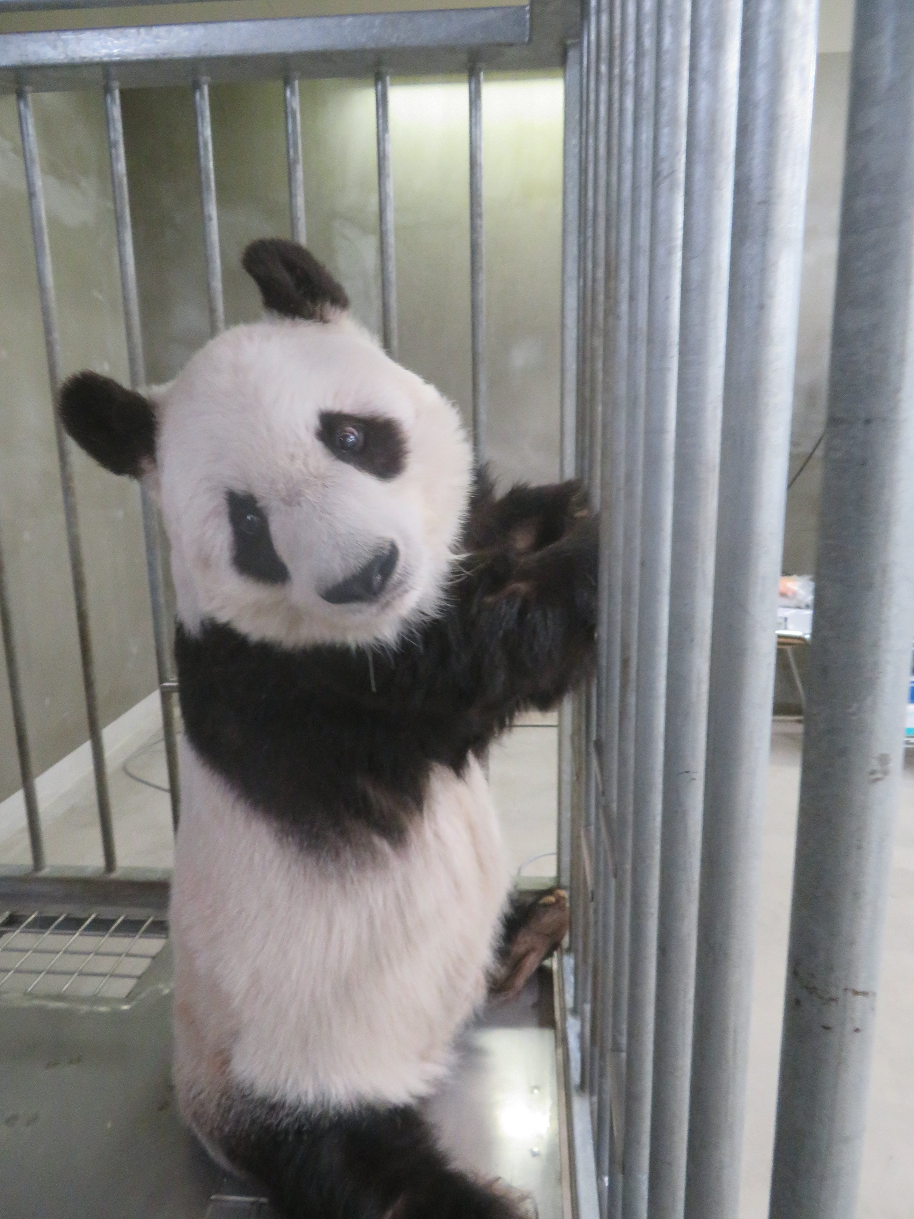 神戸市立王子動物園（公式） on X: 