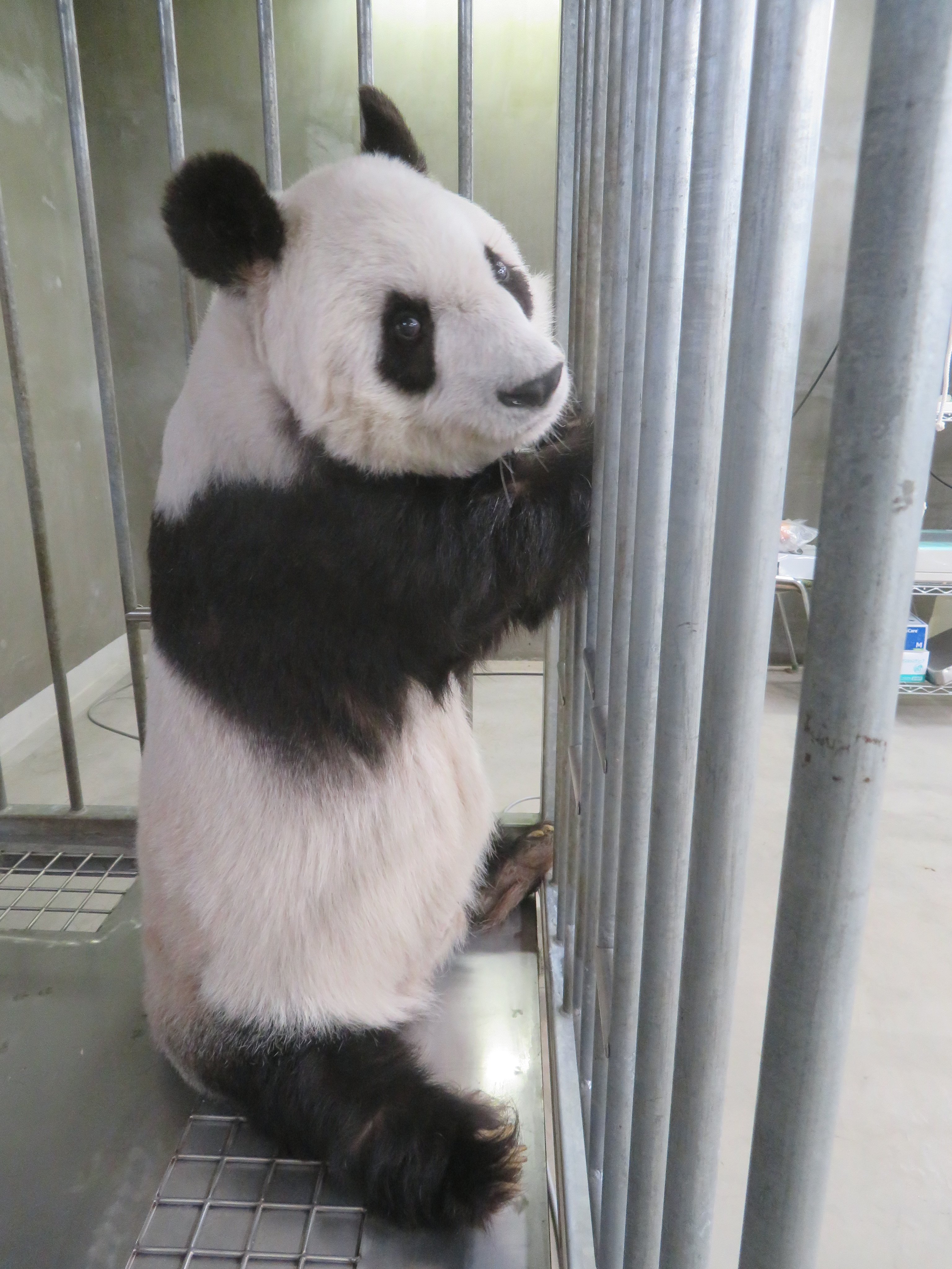 神戸市立王子動物園(公式) on X: 神戸市立王子動物園(公式) on X: