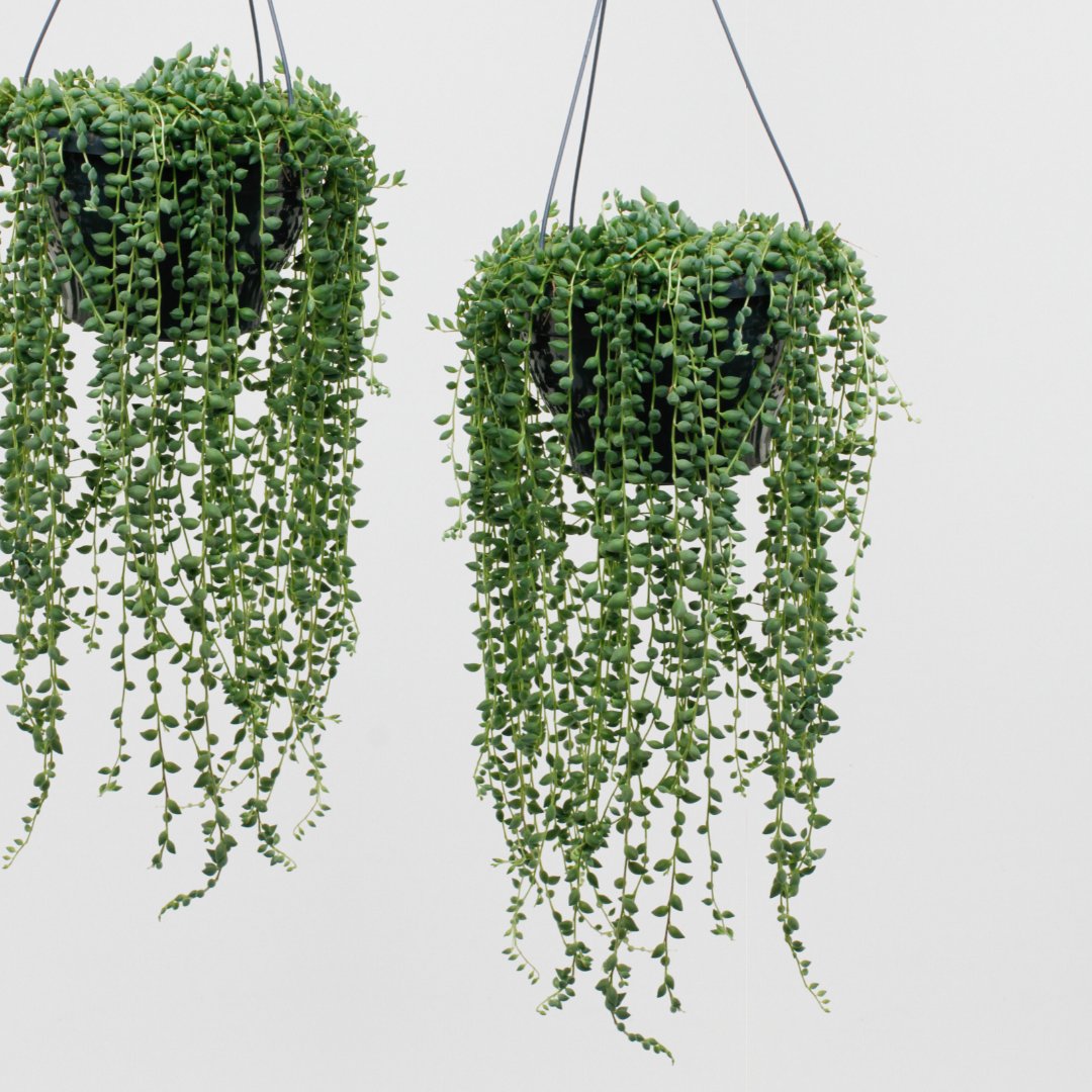 LockSucculents's tweet photo. De Senecio Herreianus is een super leuke toevoeging aan je interieur. Hang de plant op in een plantenhanger en creëer met de hangende takken een unieke, stijlvolle uitstraling in je huis! Momenteel verkrijgbaar in potmaat 12 en 19. 🪴
#senecio #senecioherreianus https://t.co/SXxs8LR4pw
