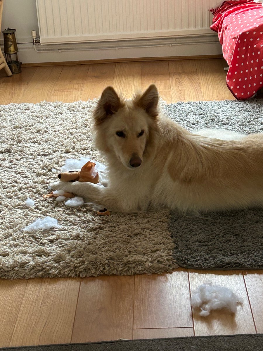 FreyaSm49070601's tweet photo. Littlest humans my fwend he gived me stuffie from de bookcase .. it’s xploded #gsd #dogsoftwitter https://t.co/Y53yO3fRri