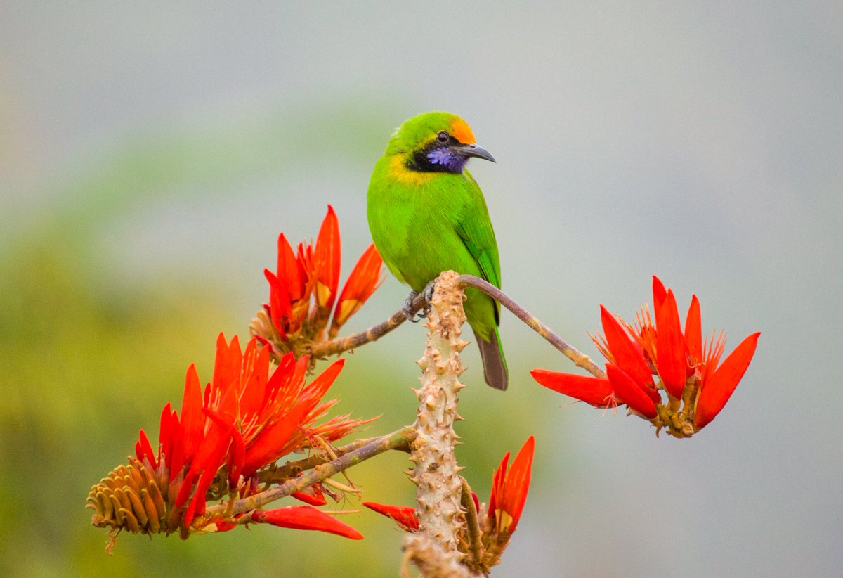 Golden Fronted Leafbird 
---------------
#incrediblebirding 
#TwitterNatureCommunity  #IndiAves #NaturePhotography  #BirdsSeenIn2021 #BirdsPhotography #BirdTwitter #birdwatching #BBCWildlifePOTD #NatureBeauty #nikonphotography 
#NatGeo #canonphotography