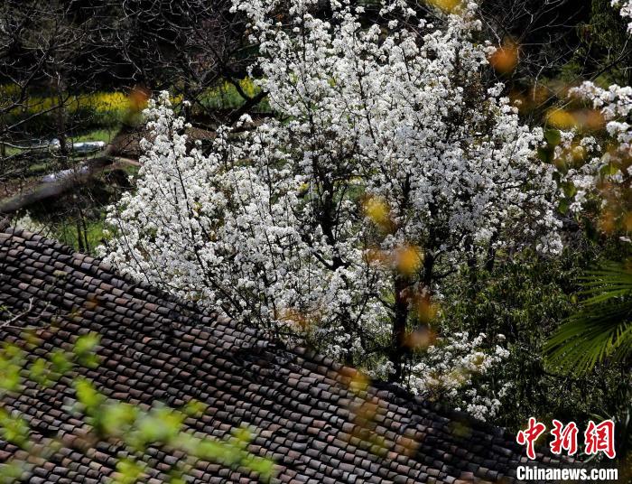 PDChinaLife's tweet image. More than 200 pear trees of some 100 years put on their white spring gowns in Dongli village, Wanyuan city, southwest China's Sichuan Province, as pear blossoms are in their prime.