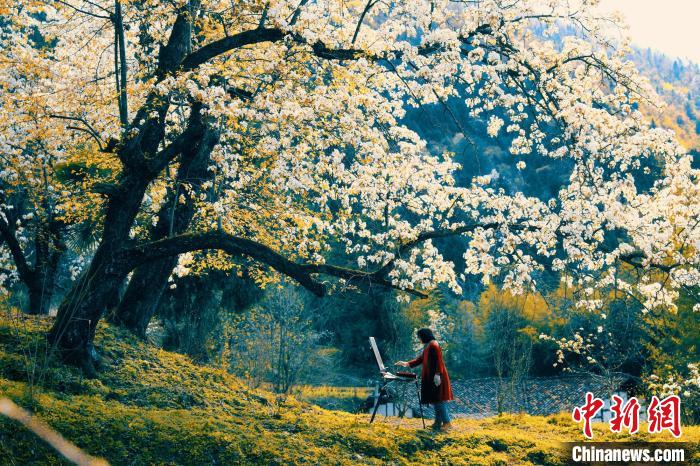 PDChinaLife's tweet image. More than 200 pear trees of some 100 years put on their white spring gowns in Dongli village, Wanyuan city, southwest China's Sichuan Province, as pear blossoms are in their prime.