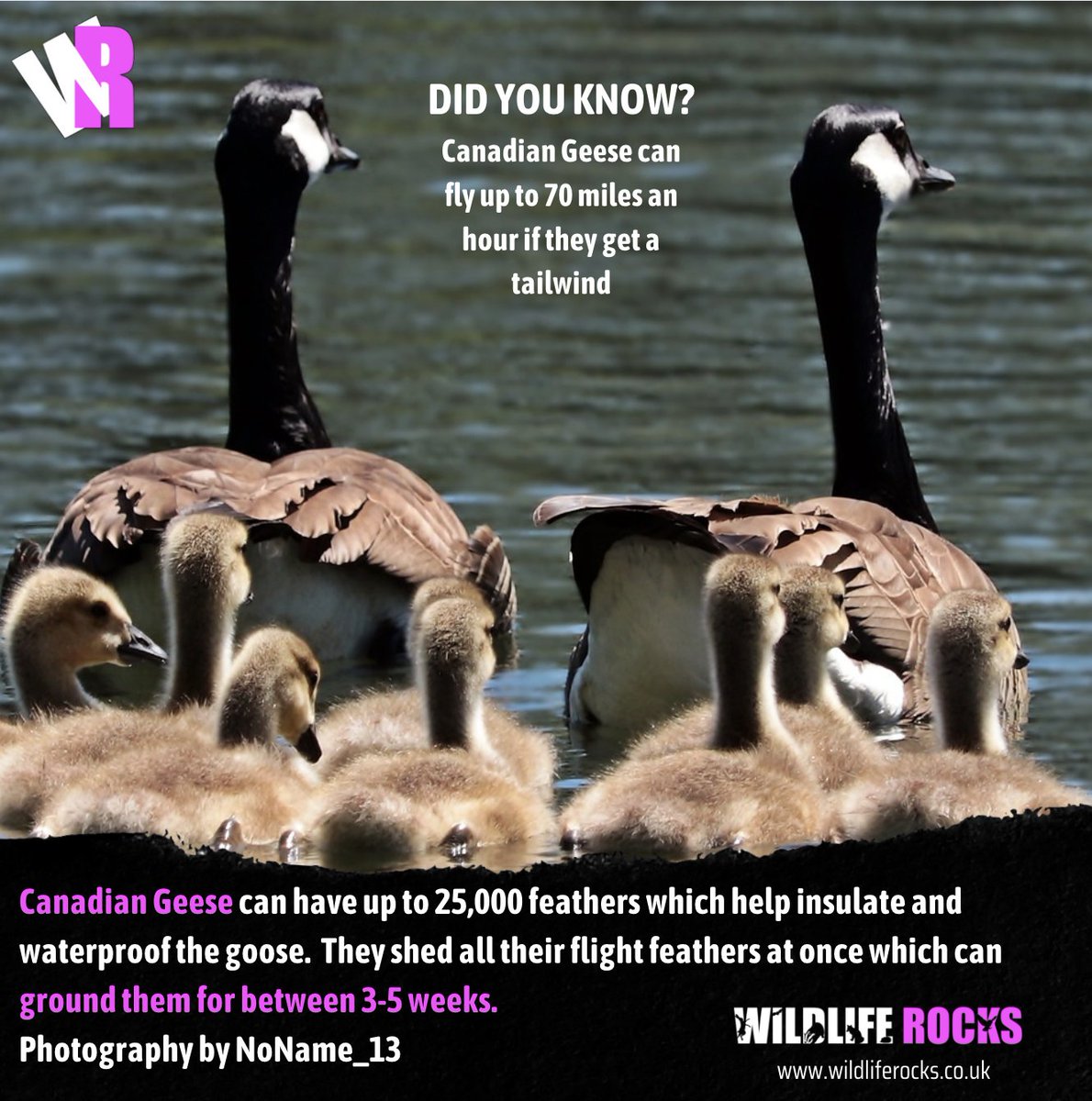 WildlifeRocksMe's tweet photo. Canadian Geese can have up to 25,000 feathers which help insulate and waterproof the goose. They shed all their flight feathers at once, which can ground them for between 3-5 weeks.

#Wildliferocks  #wildlifefacts #wildlife https://t.co/qShkcwjk9l