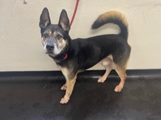 URGENT, please retweet to help Hugo find a home or rescue space #SHEFFIELD #YORKSHIRE      
Aged 10, #Husky x #GermanShepherd found as a stray, he's been in the council kennels for many months with no applications. He needs an adult home as the only pet   
ineedahome.co.uk/dogs/13187-hug…