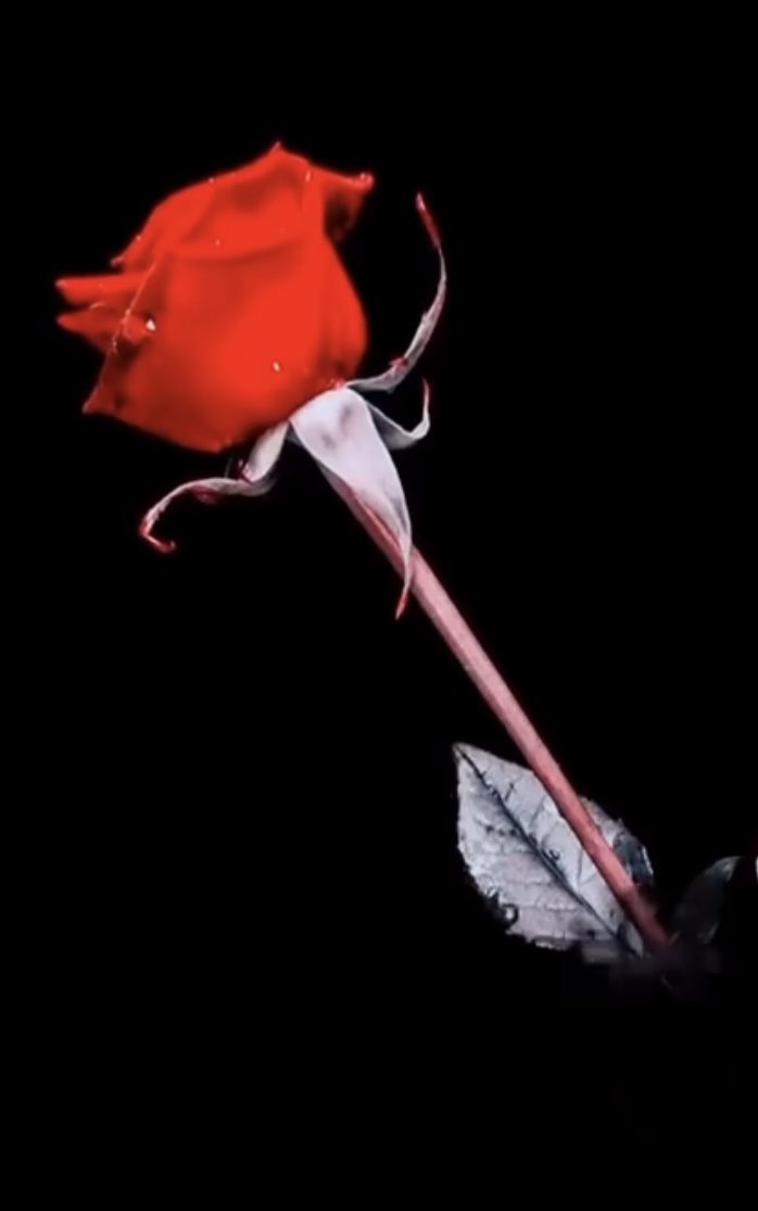 إنّها الحياة،
لم نأخذ منها عَهدًا أن تكون ضاحكة لنا على الدوام،
تُقَدِّم أثمَن دروسها على طبَقٍ من "ألَم"
فلكل شيء ثمين فيها ثمَن،
كل دَرب وعر تسلكهُ فيها يشدّ من ظهرك،
كل حُزن تعيشهُ فيها يُعلّمك قيمة السعادة،
كل تحَدٍّ فيها يصقلك....