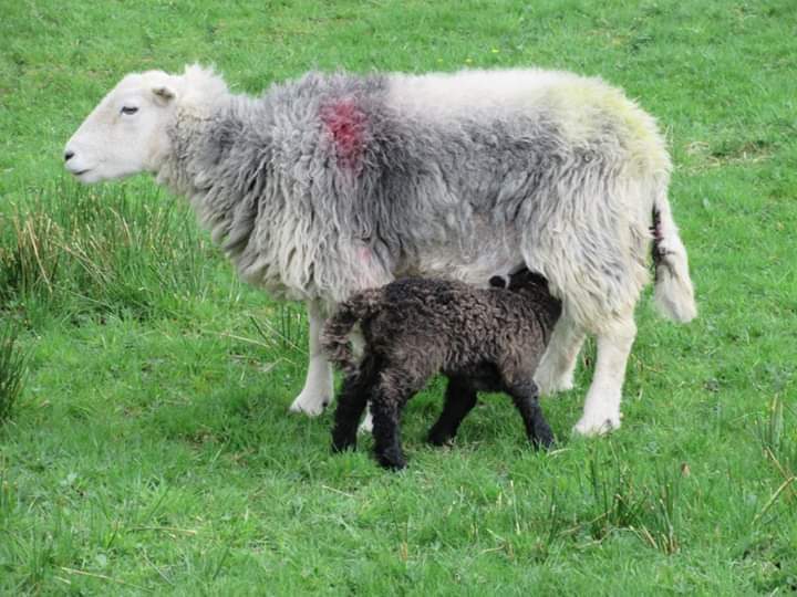 @CAYMUSOCAUGHEY 

Breakfast Time

#Sheep #Lamb #Lambs #BlackSheep #Sheepies #BaaBaaBlackSheep #SpringLamb #Nature #LittleThingsMatter