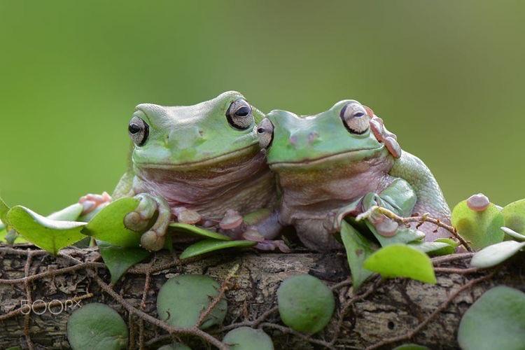 hourly frogs ! ꕥ (@hourfrogs) on Twitter photo 