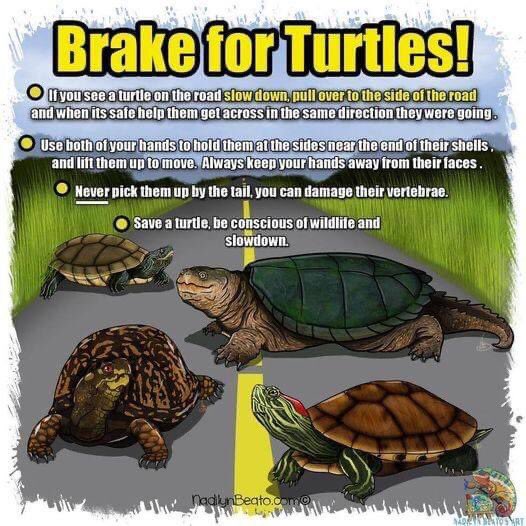 turtle_lady_CA's tweet photo. Just a reminder for friends who drive or are passengers with a keen eye to brake for turtles
#brakeforturtles #turtle #ontario
#nadlynbeato https://t.co/yoE02csgzT