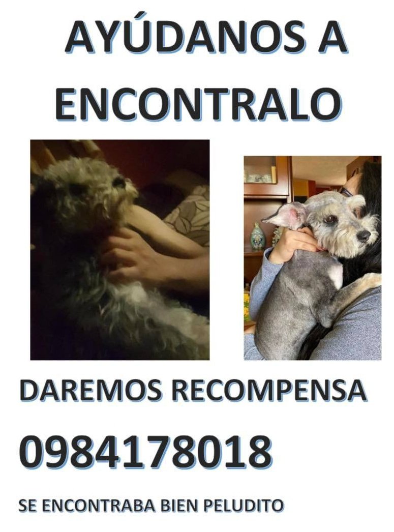 AlertaMePerdi's tweet photo. #PERDIDO #QUITO 
Nombre: #CUKY
Fecha: 23/03/23
Sector: Calderón, Av. Duchicela y Geovanny Calles. 
Sexo: Macho.
Raza: Schnauzer.
Obsv.: Verruga en lado derecho del cuello, lanudo y está esterilizado.
Contacto: 0984178018
SE OFRECE RECOMPENSA
#AlertaMePerdí https://t.co/fws0o96jTt
