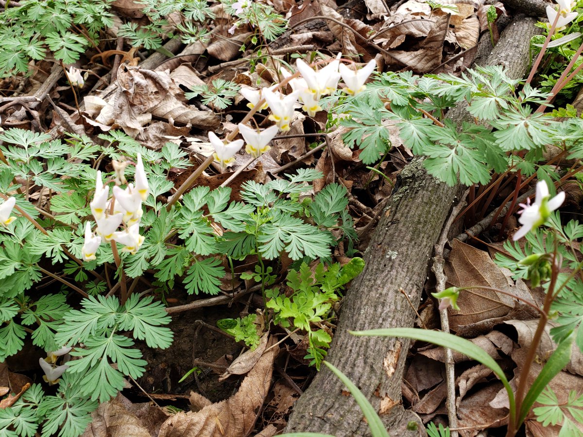 tomgrissom's tweet photo. and so it begins...
#IllinoisSpring https://t.co/6ZGlk5BSoU