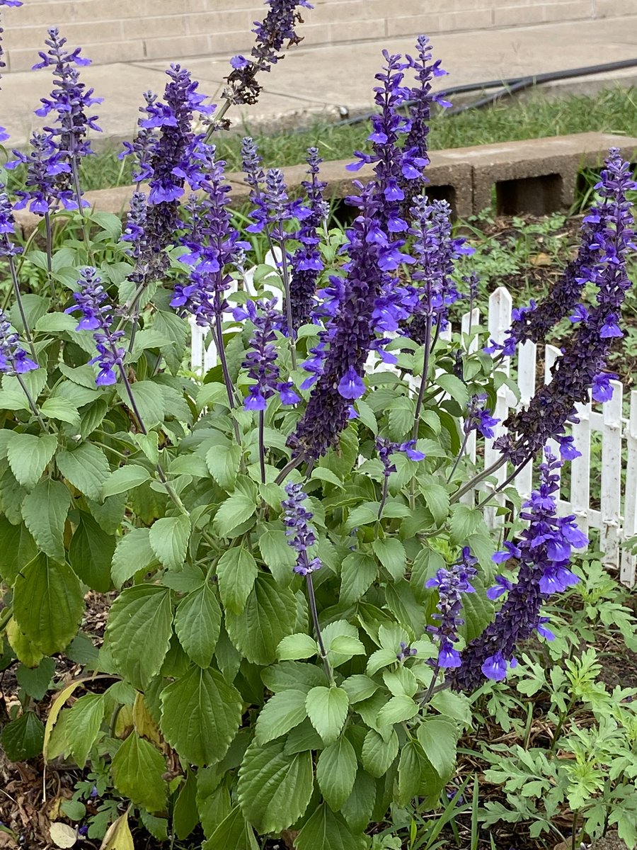 cbruhnke's tweet photo. Blooms in the STUCO pollinator garden at school today.  @CardiffColts @cjhpta https://t.co/bLjzl4givK