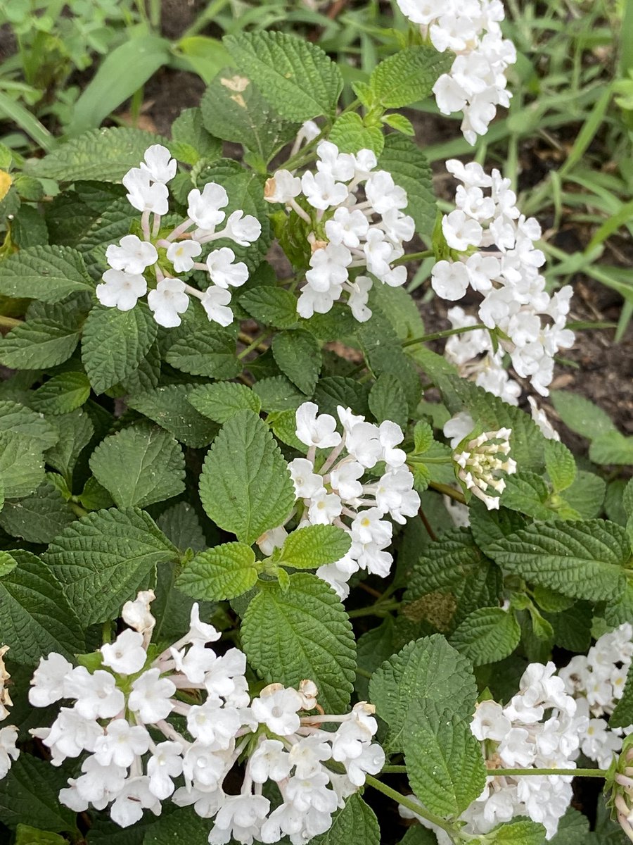 cbruhnke's tweet photo. Blooms in the STUCO pollinator garden at school today.  @CardiffColts @cjhpta https://t.co/bLjzl4givK