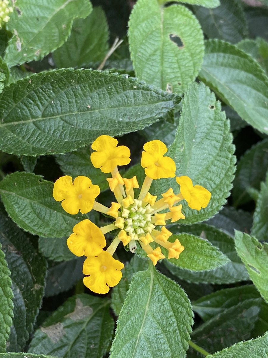 Blooms in the STUCO pollinator garden at school today.  <a href="/CardiffColts/">Cardiff Junior High</a> <a href="/cjhpta/">CardiffJH PTA</a>