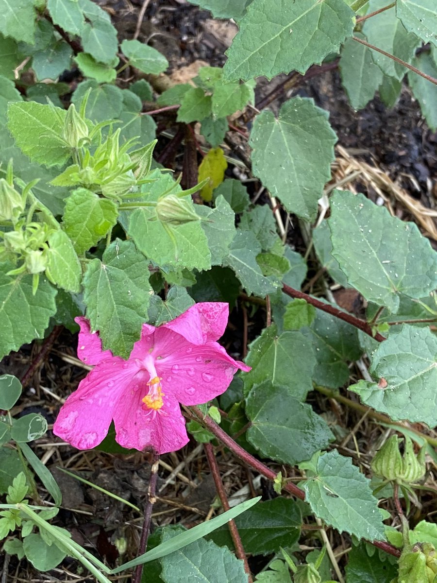 cbruhnke's tweet photo. Blooms in the STUCO pollinator garden at school today.  @CardiffColts @cjhpta https://t.co/bLjzl4givK