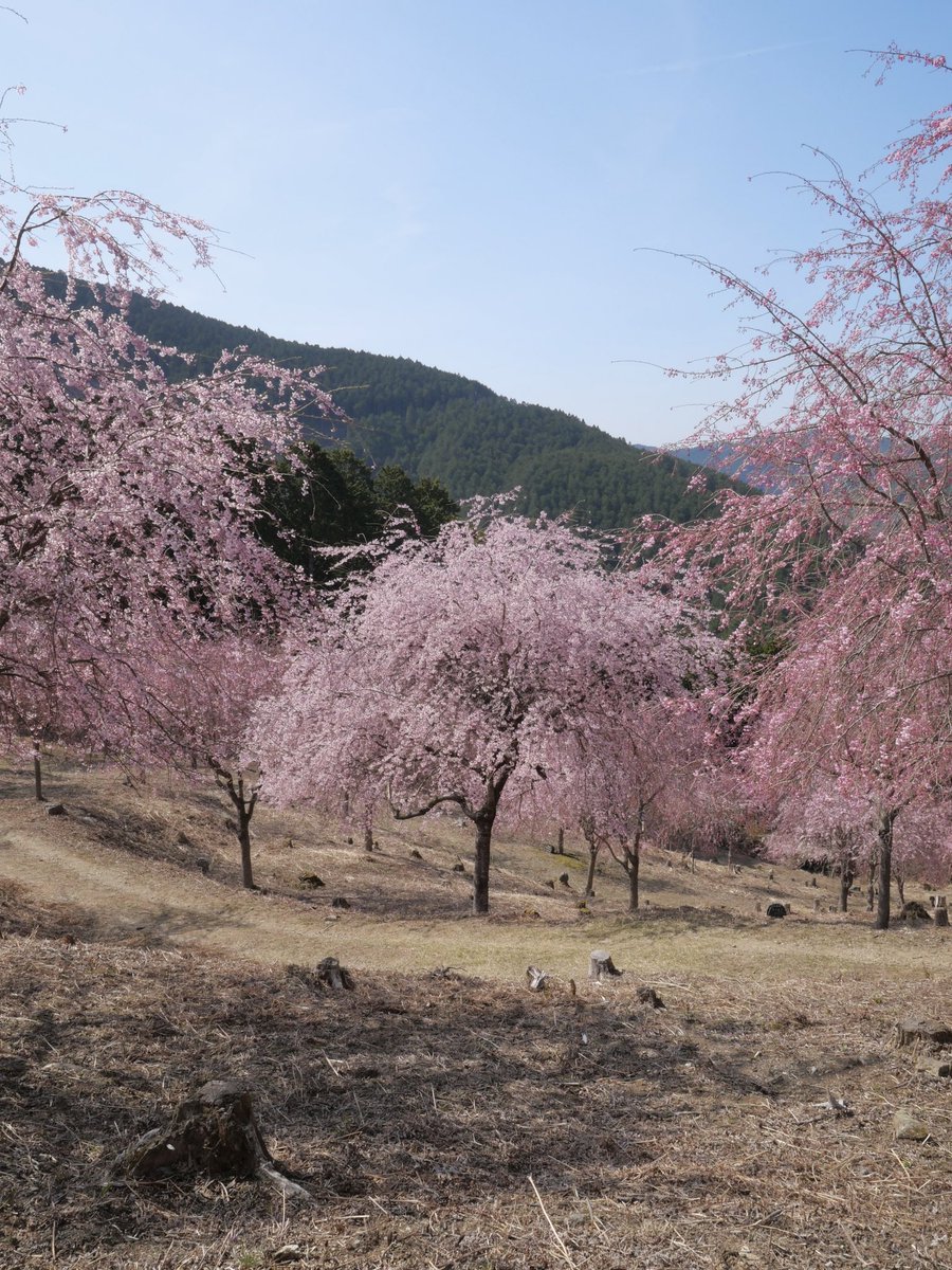 はっちょ (@hacchanno) on Twitter photo 