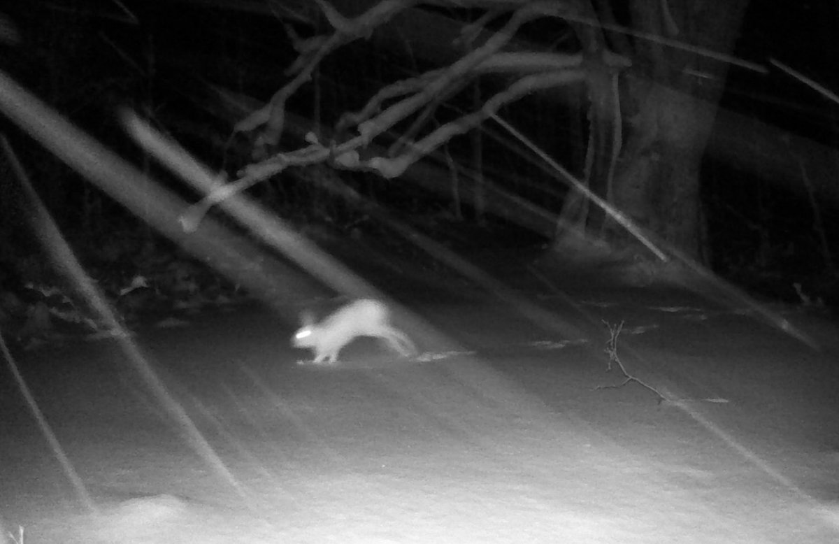 新しい進化理論は、過去に非常に大きかった動物が時間の経過とともに縮小した理由を説明します