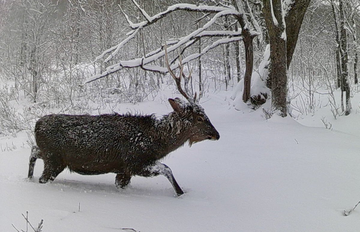 新しい進化理論は、過去に非常に大きかった動物が時間の経過とともに縮小した理由を説明します