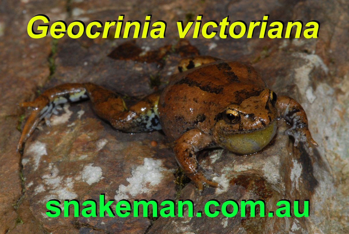 therealsnakeman's tweet photo. Geocrinia victoriana from outer eastern Melbourne, Victoria, Australia #Geocrinia #Victoria #victoriana #Geocriniavictoriana #ParkOrchards https://t.co/GVagvKsG1S