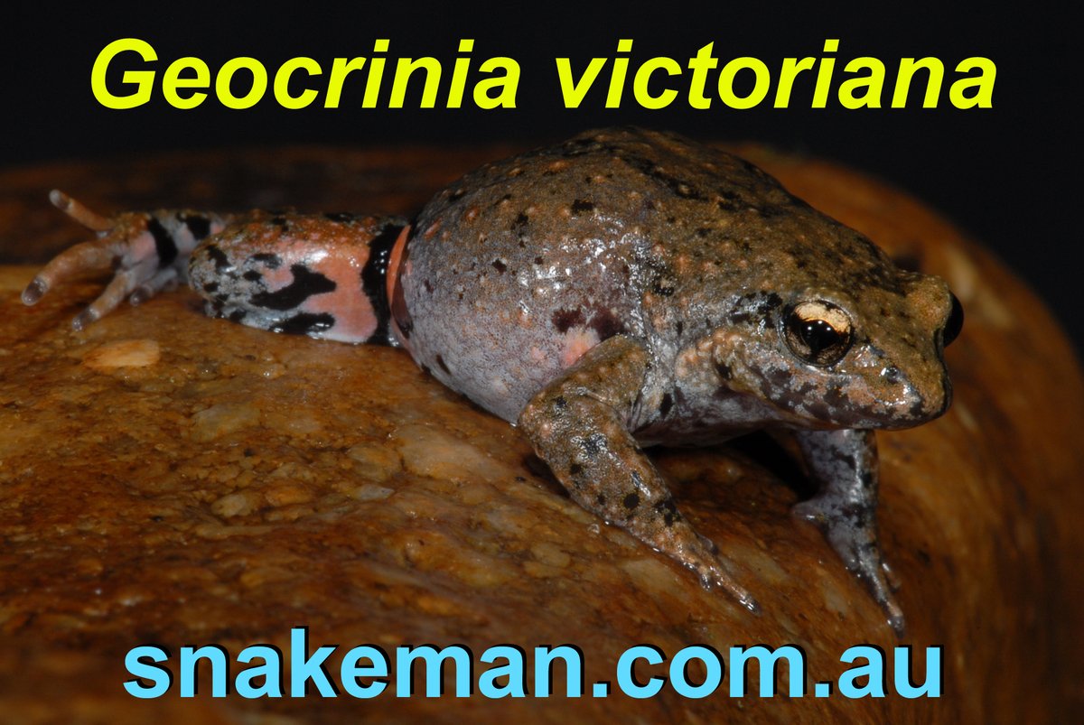 therealsnakeman's tweet photo. Geocrinia victoriana from outer eastern Melbourne, Victoria, Australia in March 2023. #Geocriniavictoriana #Geocrinia #smallfrog #froglet #victoriana #Geocrinia https://t.co/iD5zNngTpN