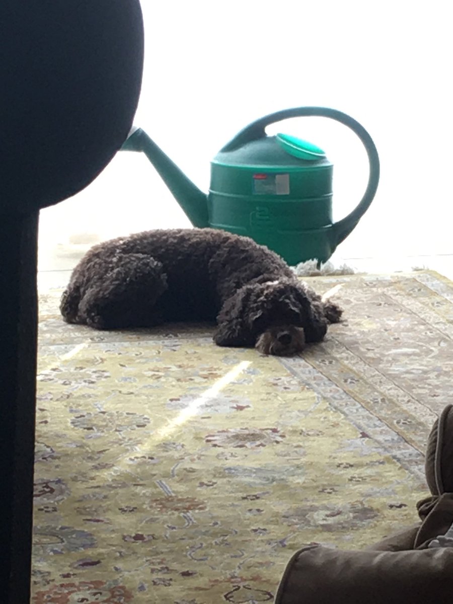 bri_xb's tweet photo. I miss my dog 😔 https://t.co/VYrNhJM1PQ