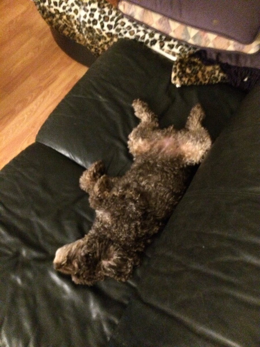 bri_xb's tweet photo. I miss my dog 😔 https://t.co/VYrNhJM1PQ