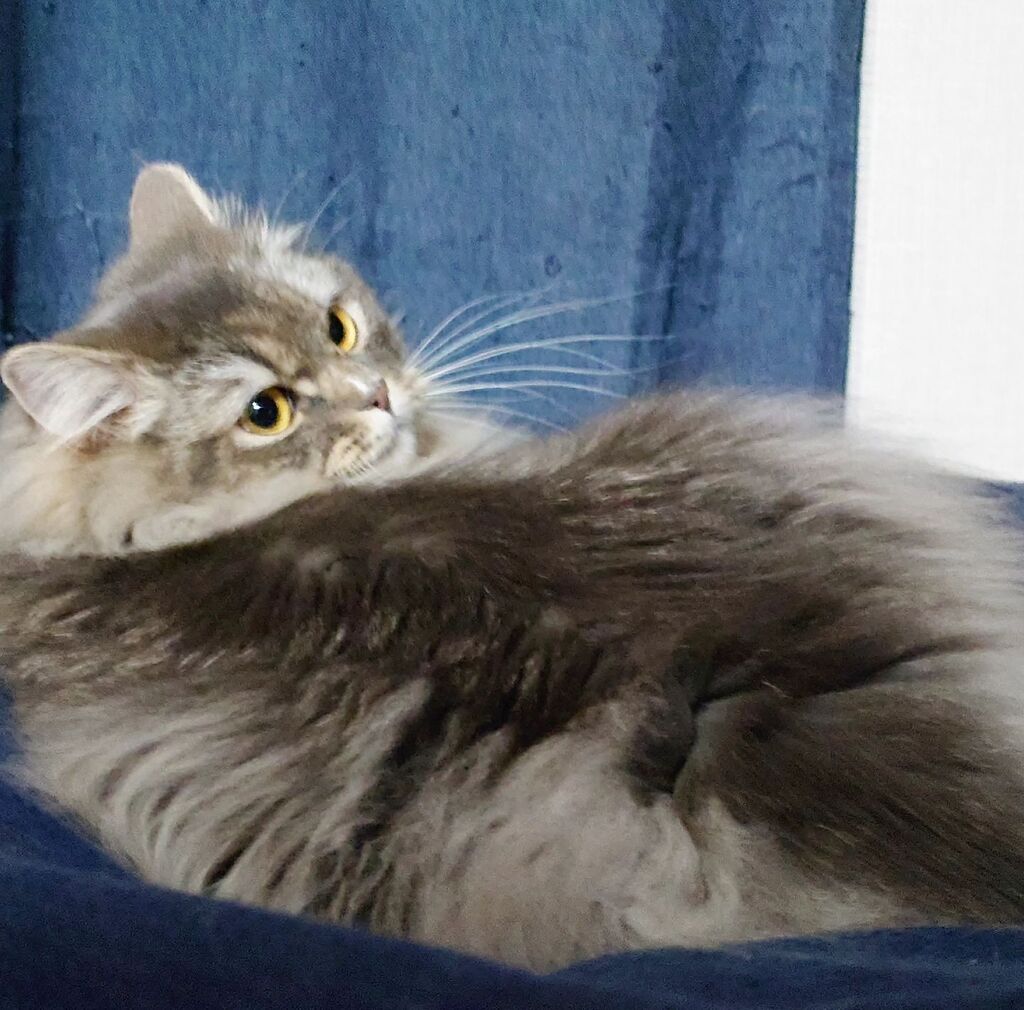 cat_rosmo's tweet photo. 見返り

#ロスモ #rosmo #猫 #ねこ #cat #ねこ写真 #catphoto #ねこのいる生活 #ねこすたぐらむ #catstagram #寝姿 #ノルウェージャンフォレストキャット #norwegianforestcat https://t.co/tOgWnanBik https://t.co/bKegvWSnRd