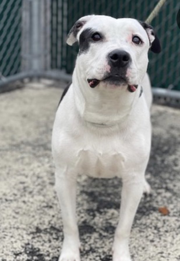 TomJumboGrumbo's tweet photo. MOO MOO #167376 NEEDS A FAMILY! She’s the only dog without interest and is down to the wire!  HOURS LEFT and DELISTED in preparation to die in NYCACC. She needs an urgent foster or adopter or she will be killed. Please reply for assistance if you can help this beautiful girl. Thank you! 
#RescueDogs #NewYork

https://t.co/JAYpHMoLUT