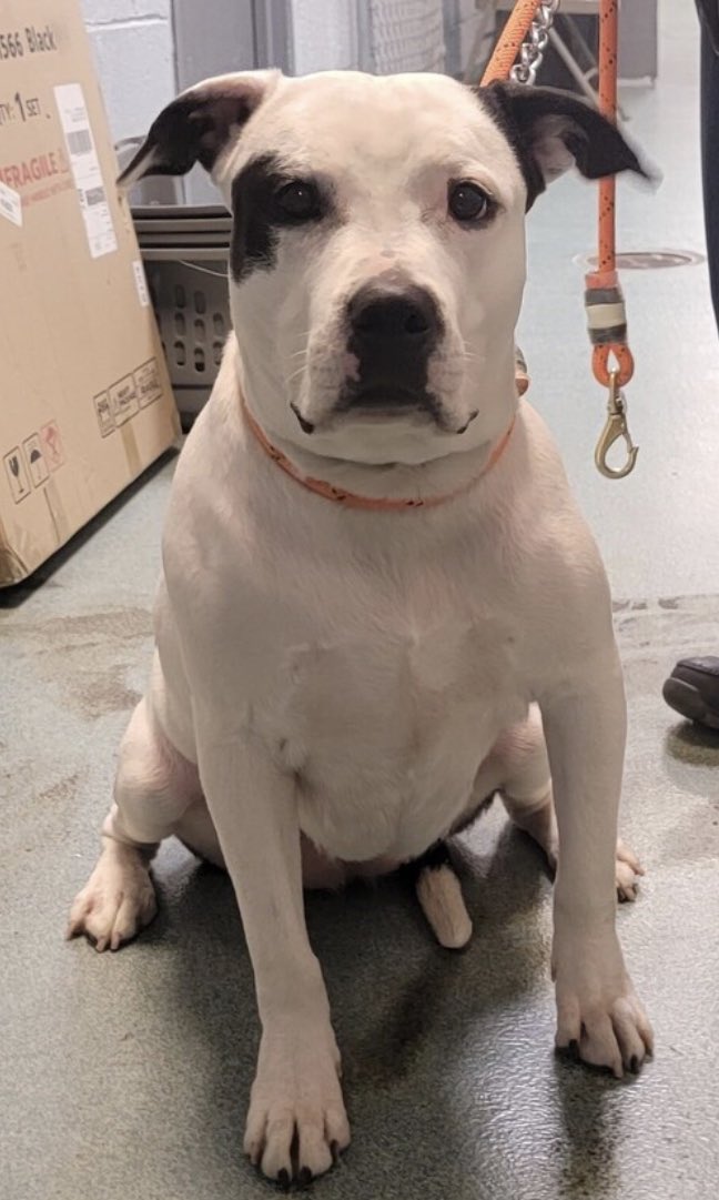TomJumboGrumbo's tweet photo. MOO MOO #167376 NEEDS A FAMILY! She’s the only dog without interest and is down to the wire!  HOURS LEFT and DELISTED in preparation to die in NYCACC. She needs an urgent foster or adopter or she will be killed. Please reply for assistance if you can help this beautiful girl. Thank you! 
#RescueDogs #NewYork

https://t.co/JAYpHMoLUT