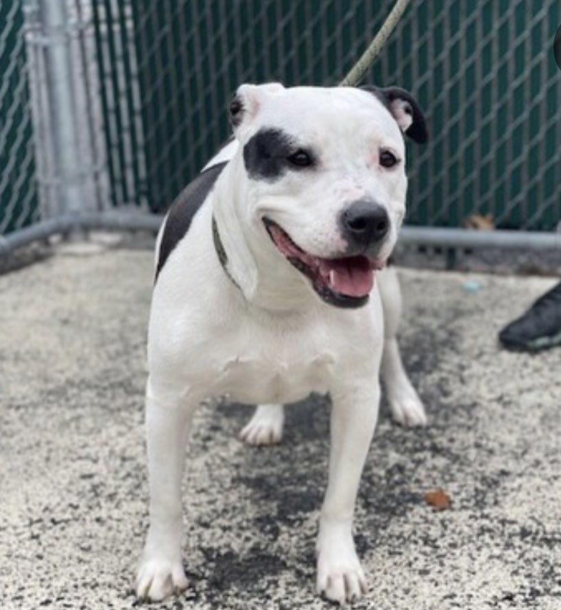 TomJumboGrumbo's tweet photo. MOO MOO #167376 NEEDS A FAMILY! She’s the only dog without interest and is down to the wire!  HOURS LEFT and DELISTED in preparation to die in NYCACC. She needs an urgent foster or adopter or she will be killed. Please reply for assistance if you can help this beautiful girl. Thank you! 
#RescueDogs #NewYork

https://t.co/JAYpHMoLUT
