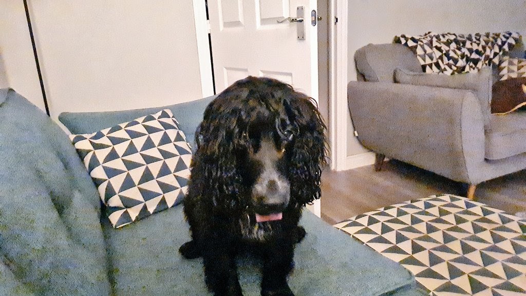 @Bel4theVale Jasper is EXACTLY the same as Baxter. Same noises. Same little backwards steps. Same look of distressed hope. Same ball. Same snuffling after catching.

Aren't they just bloody awful?