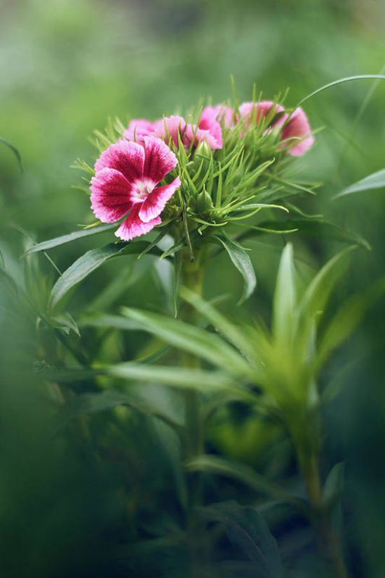 New photograph in my gallery showcasing beautiful Sweet William flowers. Taken at my garden 📷🌺

Follow the link to order your Art Prints or gifts: eduardojose-accorinti.pixels.com/featured/sweet…

#SweetWilliam #FlowerPrints #ArtPrints #NaturePhotography #Flowers #DianthusBarbatus