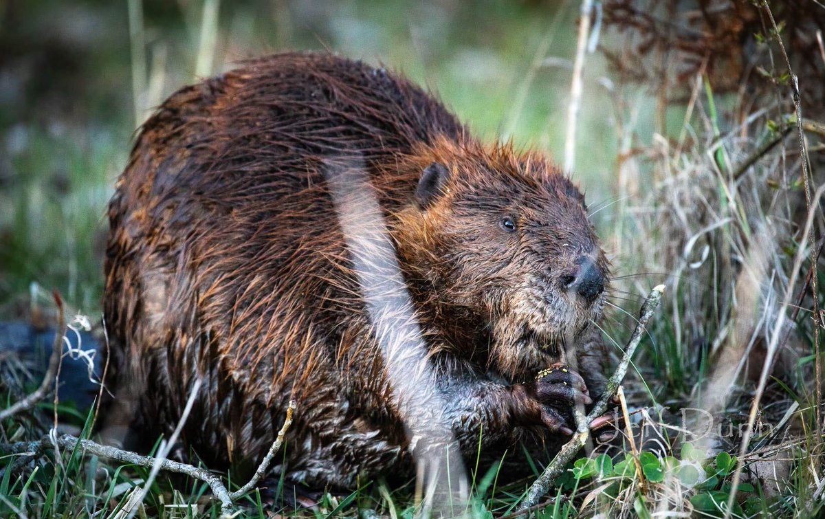 #Beavers #americanbeaver #wildlife #wetlands #Ohio #Cincinnati #odnr #rodent #wildlifephotography #NaturePhotography #wildohio #ohiowildlife #critters #doelm