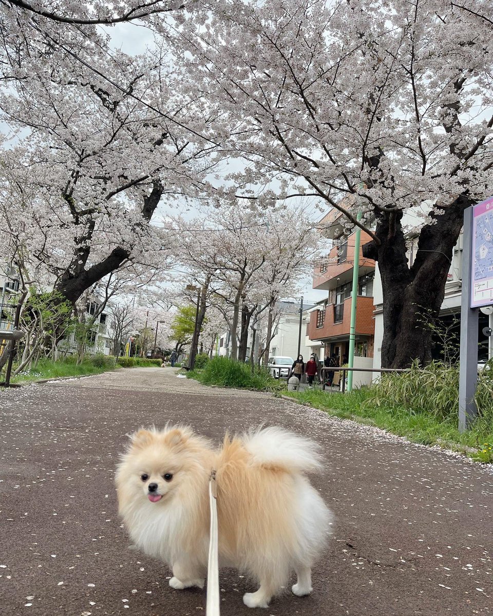 pomtuna's tweet photo. 今年もたくさんお花見したよ🌸🌸🌸 https://t.co/uJawdgD1D6