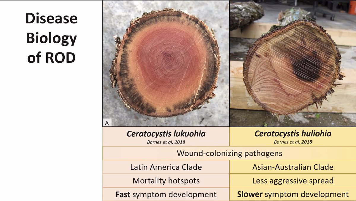 BreeeeFong's tweet photo. Marc Hughes reveals how two #fungal pathogens are the cause of rapid 'Ōhi'a death, putting native forests at risk of losing this #keystone species. Let's be #mindful when traveling inter-island &amp; clean #hiking gear to prevent spread of spores! #NREMseminar
https://t.co/9Jh0UPSBCc https://t.co/85Nzqs8nVg