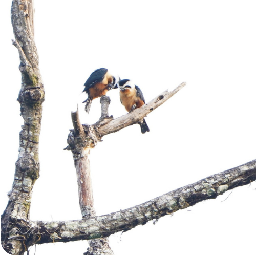 Most adorable birds of prey, Collared Falconet.

#BirdsOfPrey 
#IndiAves
#ManasNationalPark
#Assam