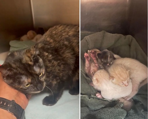 Renee' Martin (@sachikoko) on Twitter photo 🆘PLEDGES NEEDED🙏🏽PLEASE HELP IF YOU CAN🆘
💖THIS #TORTIE MOM & HER 4 NEWBORN🍼🐾#KITTENS🐾🍼💖
🚨NEED PLEDGES & #RESCUE🚔ASAP!*Goal is $500🚨
▶IDs 643680 - 684 facebook.com/photo/?fbid=59…
🙏🏽#PLEDGE 2 #SAVEALIFE #SaveThemAll
💞SHARING SAVES LIVES💞
#MARIETTA #GA <a href="/cobbkitties/">Cobb County Kitties</a> #CAT 🆘PLEDGES NEEDED🙏🏽PLEASE HELP IF YOU CAN🆘
💖THIS #TORTIE MOM & HER 4 NEWBORN🍼🐾#KITTENS🐾🍼💖
🚨NEED PLEDGES & #RESCUE🚔ASAP!*Goal is $500🚨
▶IDs 643680 - 684 facebook.com/photo/?fbid=59…
🙏🏽#PLEDGE 2 #SAVEALIFE #SaveThemAll
💞SHARING SAVES LIVES💞
#MARIETTA #GA <a href="/cobbkitties/">Cobb County Kitties</a> #CAT