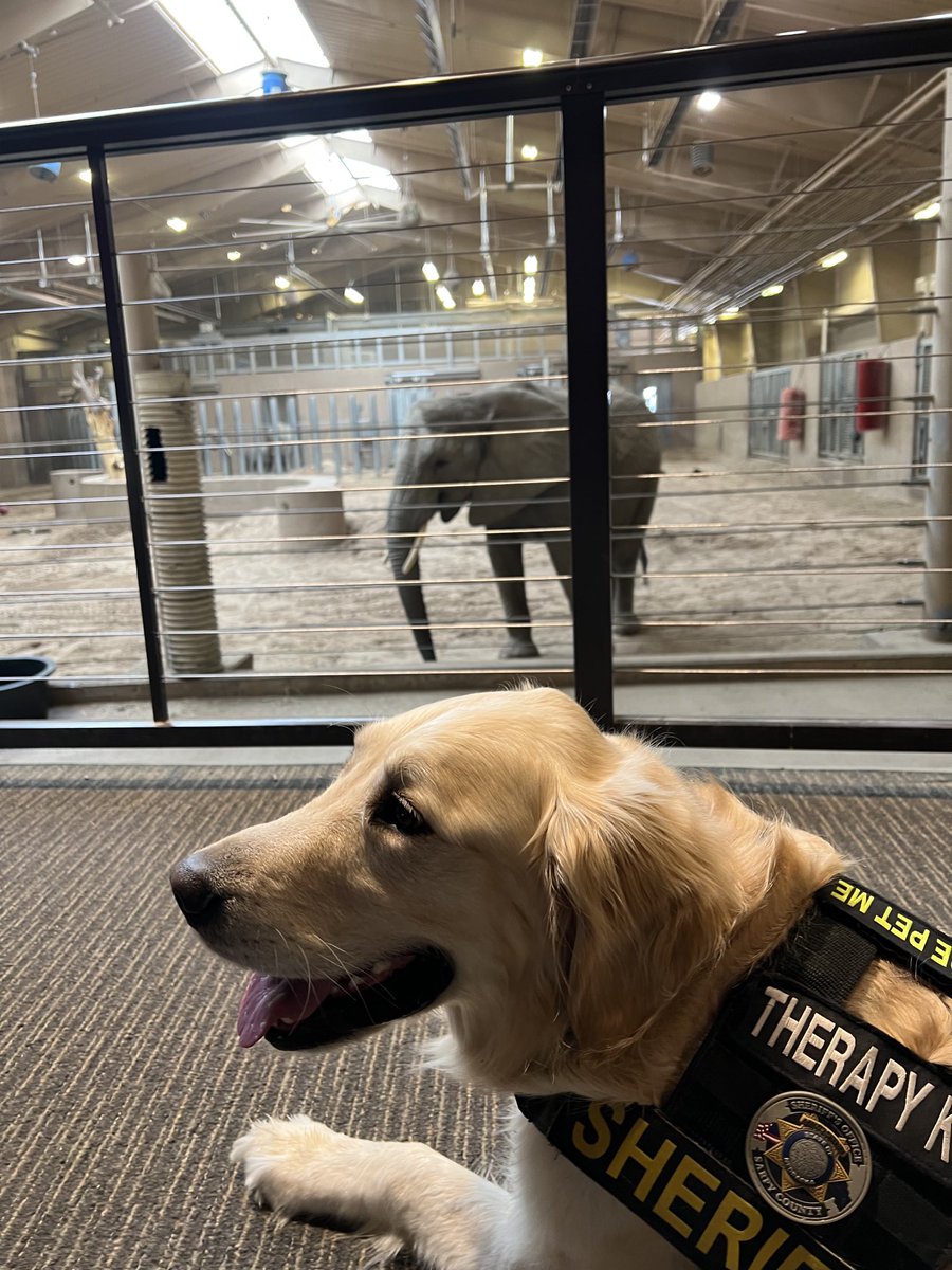 Bellevue Police on Twitter "RT WonderdogHenry An incredible day of