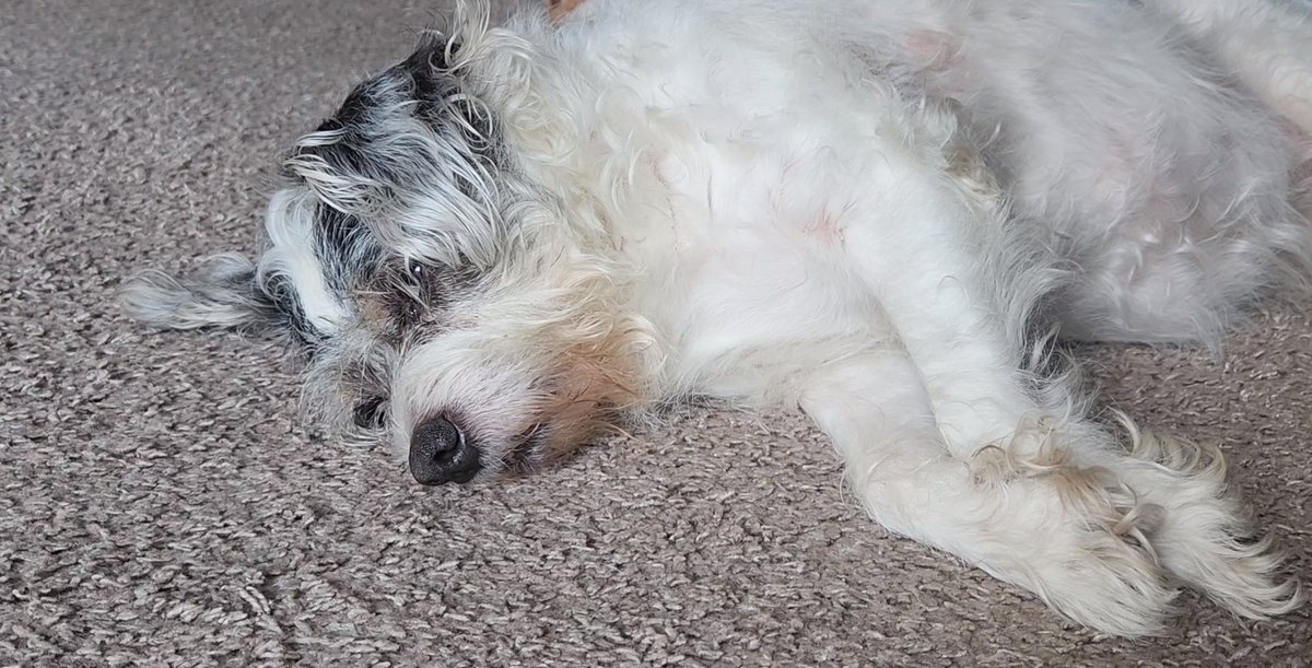 LucyBellHall's tweet photo. Grinch Paws 🐾 #dogsoftwitter https://t.co/GIJPVourjb