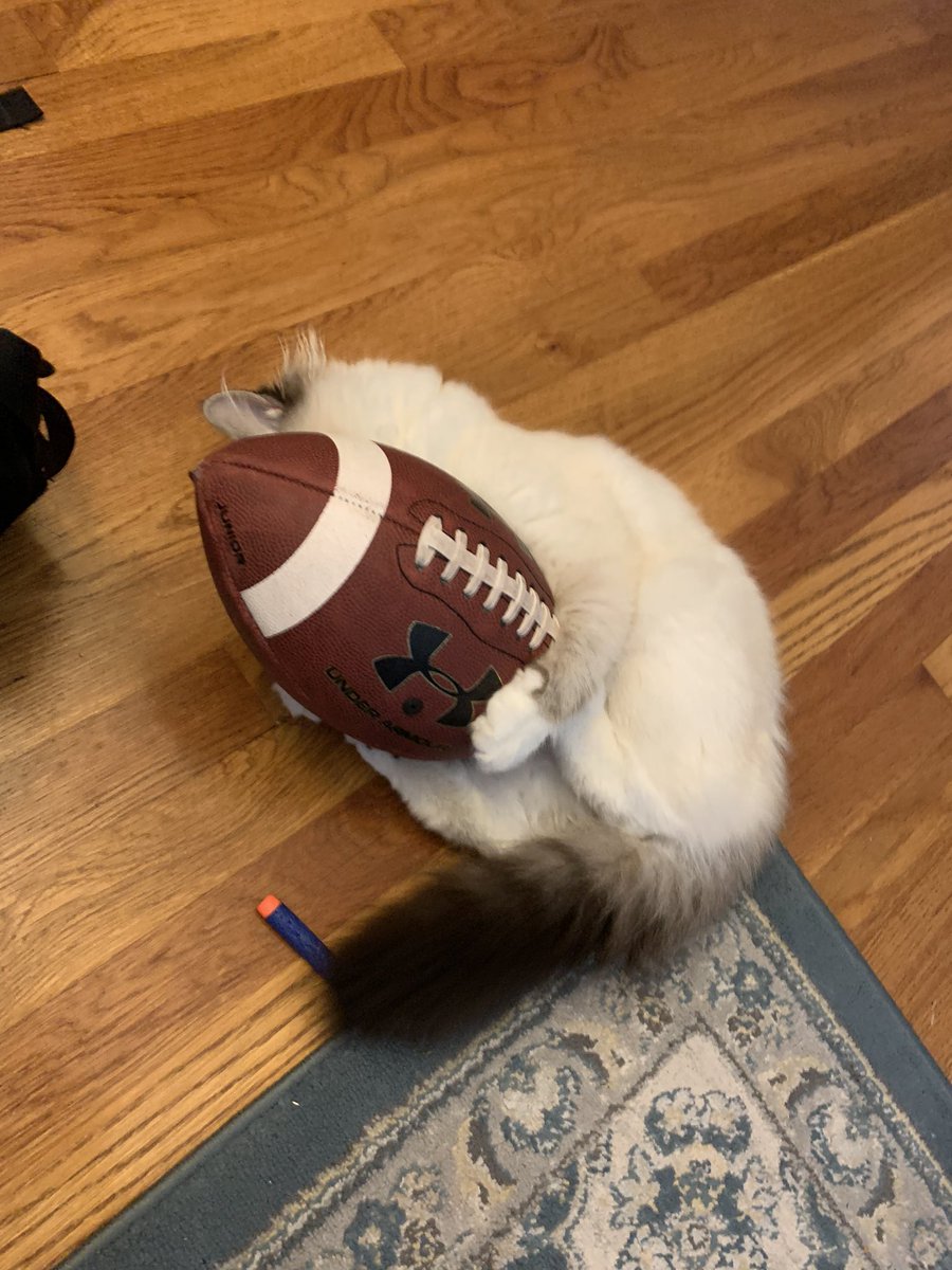 Memes to Show Your Cat tweet media