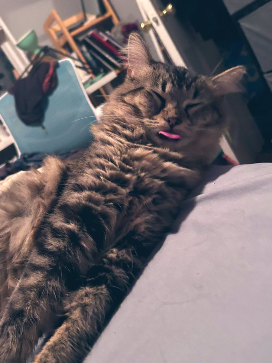 birdribs's tweet photo. biggest blip she ever blepped https://t.co/pna2F08ug5
