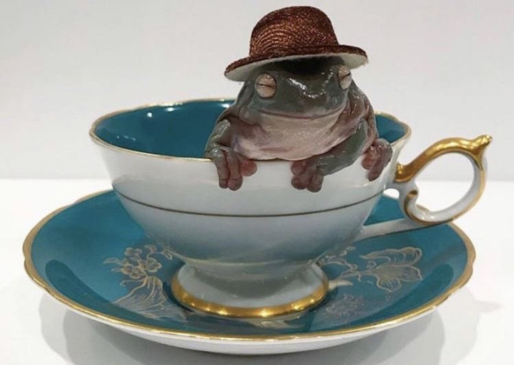 hourly frogs ! ꕥ (@hourfrogs) on Twitter photo 