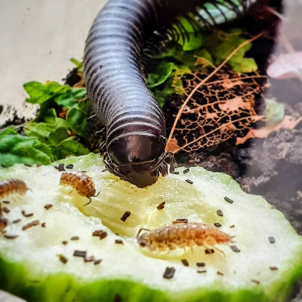 Mumblebug_'s tweet photo. Millipedes are so freaking cute! I own a bioactive terrarium and have recently got a couple of millipedes and I can spend literally houslrs watching them. These were captive bread but originally are from Cameroon
They aren't the biggest you can get bit t… https://t.co/HcLmoNxx91 https://t.co/9SzjFwRp9w
