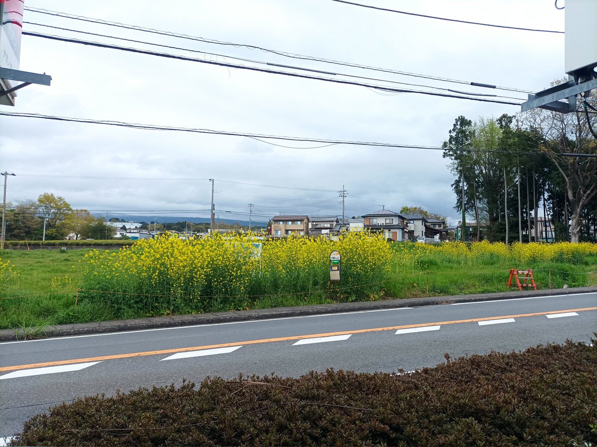 nakanoauto's tweet photo. 当社の目の前

菜の花が

咲き誇っています

#富士市
#菜の花
#菜の花畑 https://t.co/nGzSbHzTG0