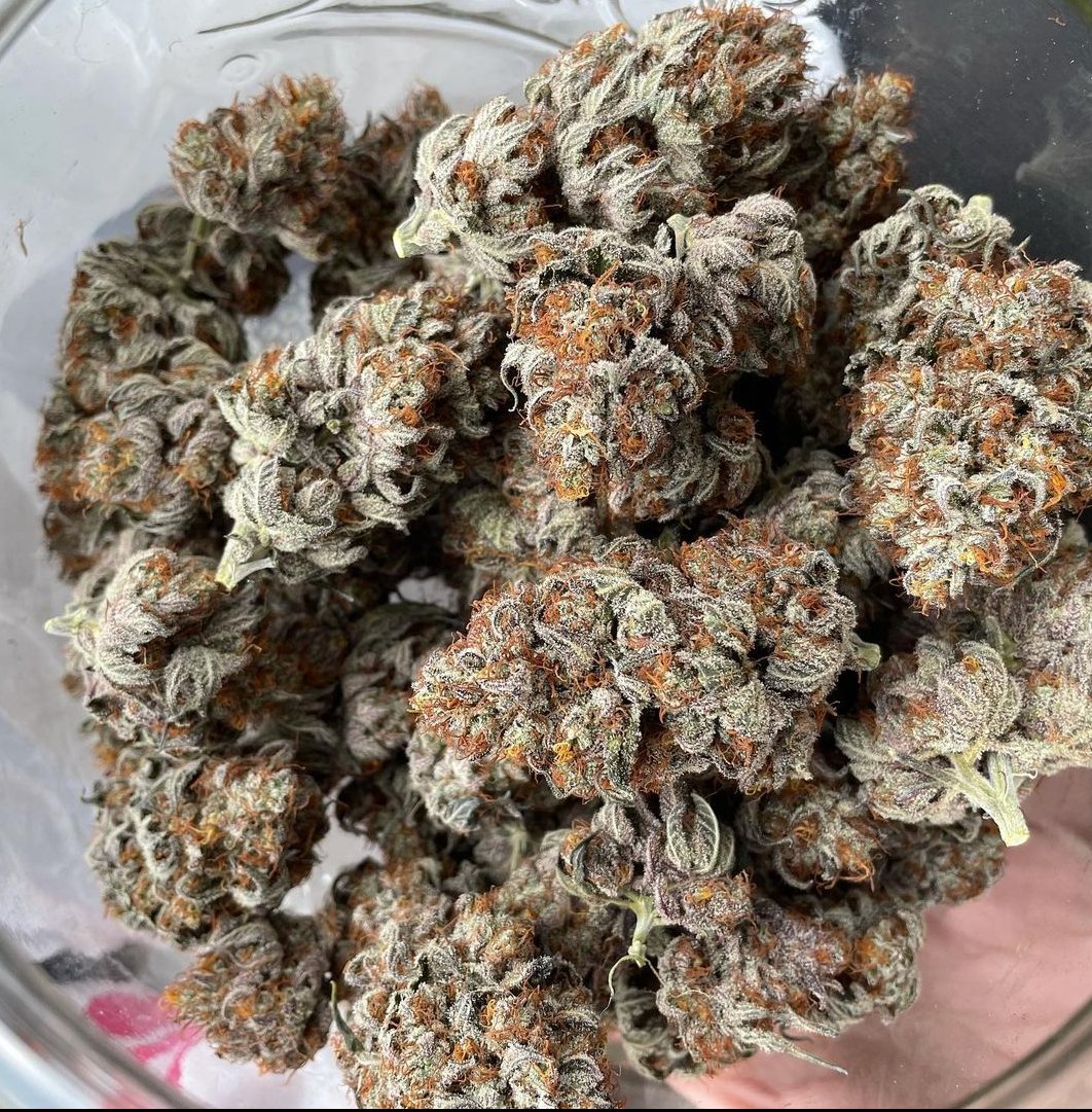 Tasha_Grows's tweet photo. I love my new piece I will bring it home 🌿���#growyourown #cannabisculture #cannagrow #newnglandcannabis #womeninweed #womenincannabis #plantlady https://t.co/LTQ2uIwcLG