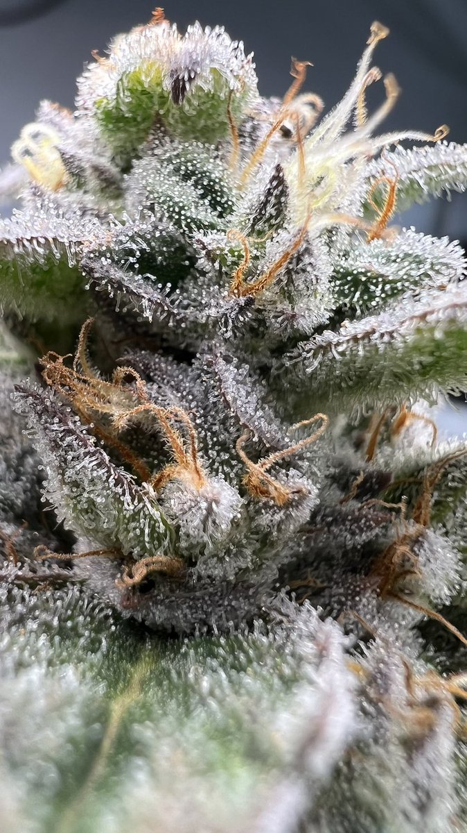 getting closer and closer * #bloom #Mmemberville #frosty #420community #420Life #Weedmob #weedcommunity