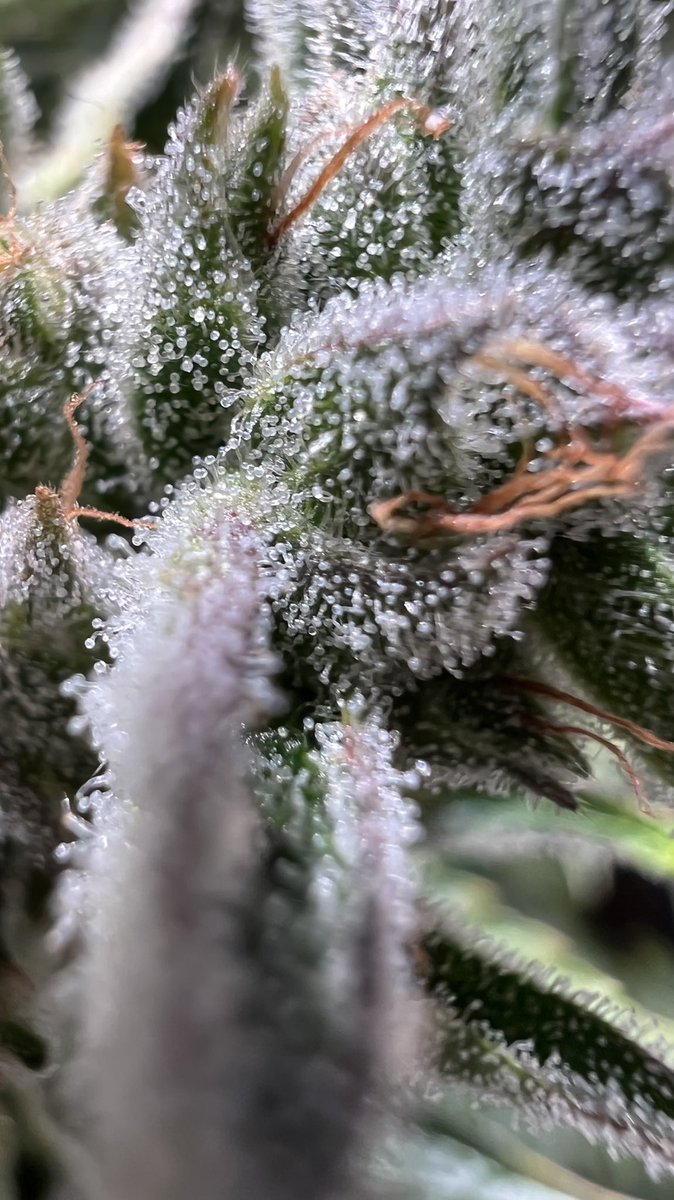 I truly wish you could smell it,- cannot wait to try this!!! 🤤🤤🤤🤤🤤#fire #Mmemberville #CannabisCommunity #Weedmob #trichome #botanicare #cannabisculture #highereducation